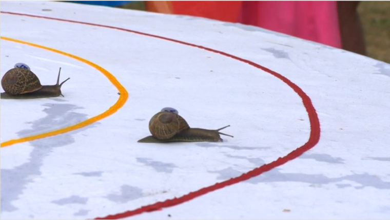 0_1533993774741_snail racing championship.png