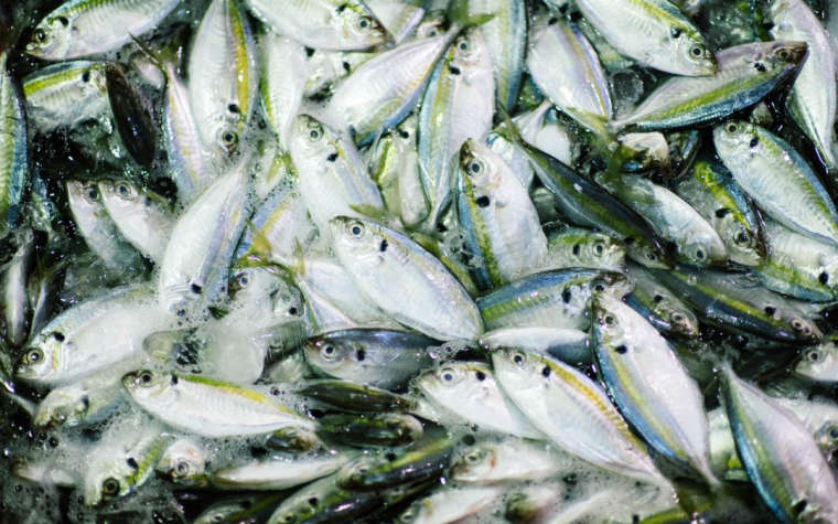 0_1534415181727_fish farming.jpg