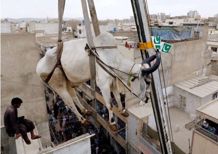 0_1534493706504_karachi cow.jpg