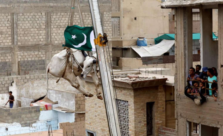 0_1534493792036_karachi cow1.jpg