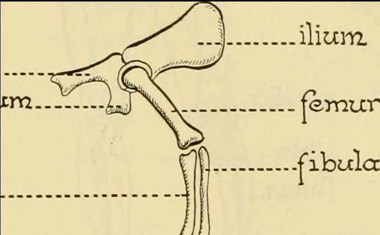 0_1586955301654_pentadactyl limb.png