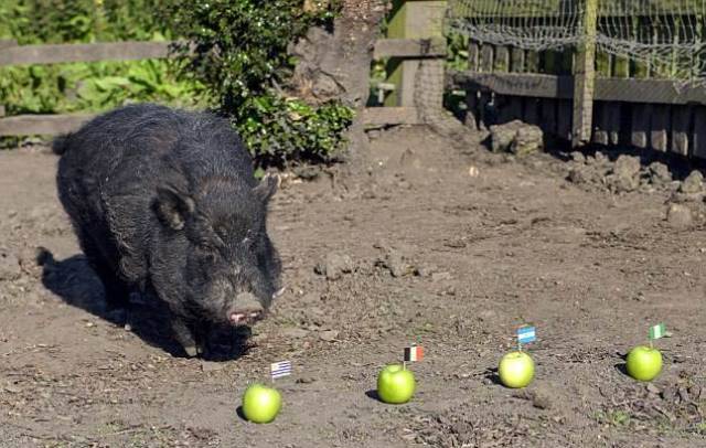 0_1529044589114_Psychic Pig picks Nigeria to reach semi-finals.jpg