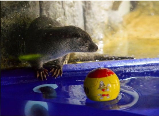 0_1529516568787_Oracle otter sees Russian loss to Uruguay .jpg